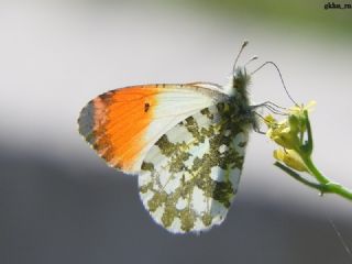 Turuncu Ssl (Anthocharis cardamines)