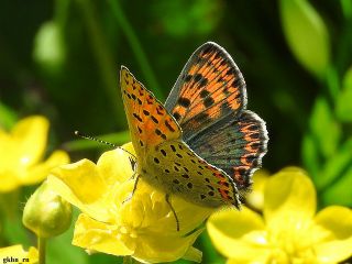 sli Bakr Gzeli (Lycaena tityrus)