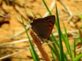 Benekli Bak�r G�zeli&nbsp;(Lycaena&nbsp;phlaeas)