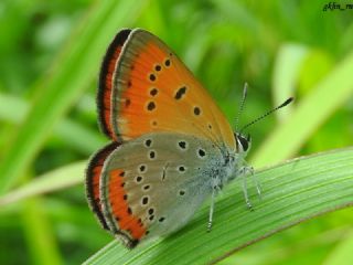 Byk Bakr Gzeli (Lycaena dispar)