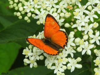 Orman Bakr Gzeli (Lycaena virgaureae)