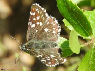 Ege Zpzp (Pyrgus melotis)