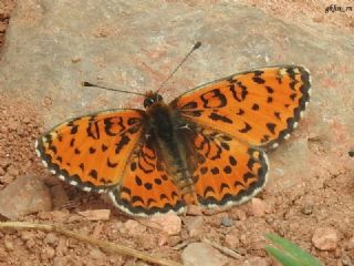 Gzel parhan (Melitaea syriaca)