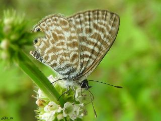 Mavi Zebra (Leptotes pirithous)