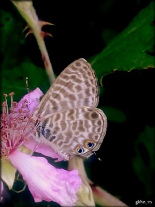 Mavi Zebra (Leptotes pirithous)