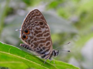 Mavi Zebra (Leptotes pirithous)