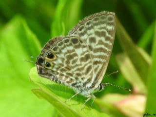 Mavi Zebra (Leptotes pirithous)