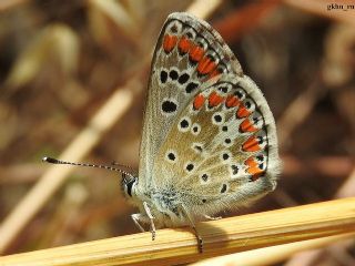 okgzl Esmer (Aricia agestis)