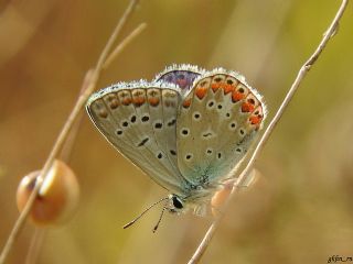 okgzl Mavi (Polyommatus icarus)