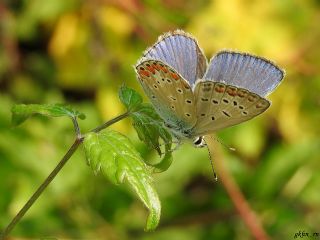 okgzl Mavi (Polyommatus icarus)