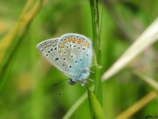 okgzl Mavi (Polyommatus icarus)