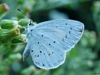 Kutsal Mavi (Celastrina argiolus)