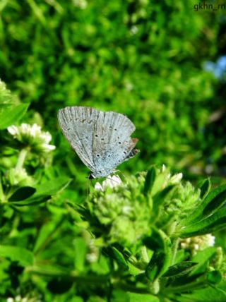Kutsal Mavi&nbsp;(Celastrina&nbsp;argiolus)