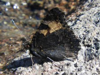 Aglais (Aglais urticae)