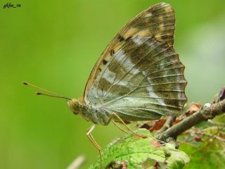 Cengaver (Argynnis paphia)