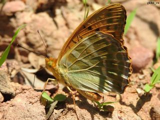 Cengaver (Argynnis paphia)