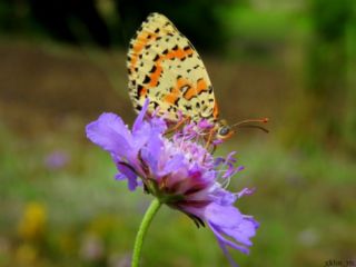 Benekli parhan (Melitaea didyma)