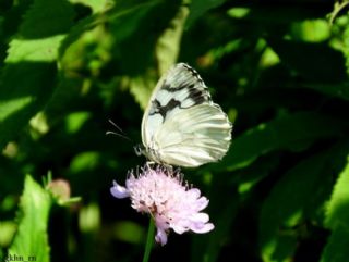 Orman Melikesi (Melanargia galathea)