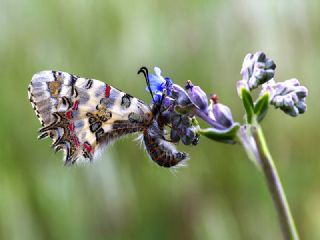 Anadolu Esmergz (Plebejus modicus)