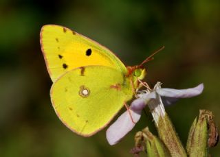 Sar Azamet (Colias croceus)