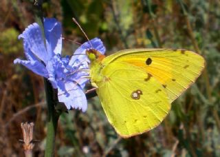 Sar Azamet (Colias croceus)