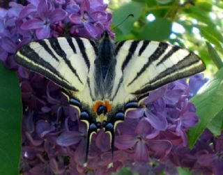 Erik Krlangkuyruk (Iphiclides podalirius)