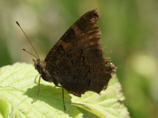 Tavus Kelebei (Inachis io)