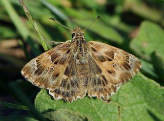 Hatmi Zpzp (Carcharodus alceae)