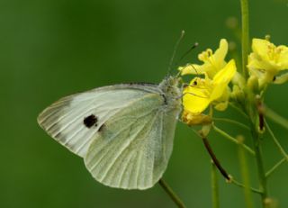 Byk Beyazmelek  (Pieris brassicae)