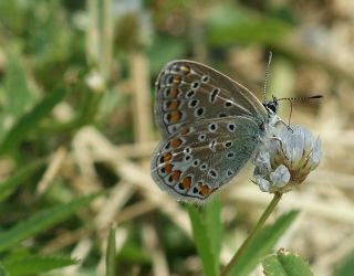 okgzl Esmer (Aricia agestis)