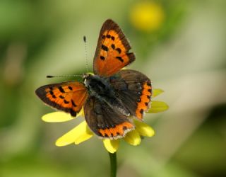 Benekli Bakr Gzeli (Lycaena phlaeas)