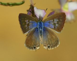 Mavi Zebra (Leptotes pirithous)