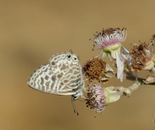 Mavi Zebra (Leptotes pirithous)