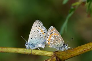 okgzl Mavi (Polyommatus icarus)