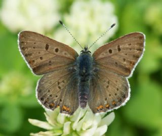 sli Bakr Gzeli (Lycaena tityrus)