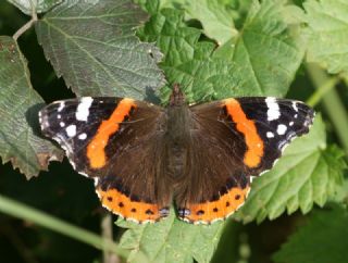 Atalanta (Vanessa atalanta)