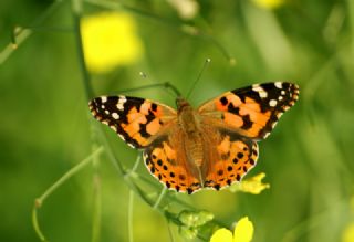 Diken Kelebei (Vanessa cardui)