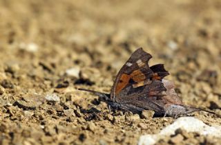 �itlembik Kelebe�i&nbsp;(Libythea&nbsp;celtis)
