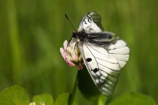 Dumanl Apollo (Parnassius mnemosyne)