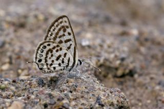 Balkan Kaplan (Tarucus balkanicus)