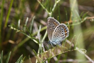 okgzl Meneke Mavisi (Polyommatus thersites)