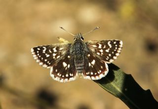 Kzl Zpzp (Spialia orbifer)