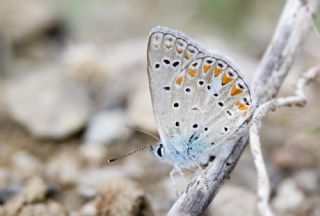 okgzl Meneke Mavisi (Polyommatus thersites)