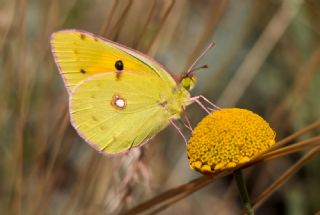 Sar Azamet (Colias croceus)