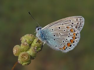 okgzl Mavi (Polyommatus icarus)