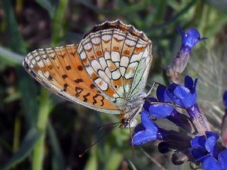 Niyobe (Fabriciana niobe)