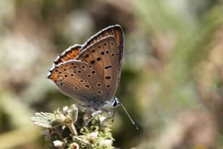 Byk Mor Bakr Gzeli (Lycaena alciphron)