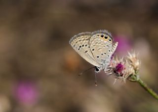 Mcevher Kelebei (Chilades trochylus)