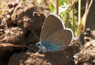 okgzl Gzel Mavi (Polyommatus bellis)