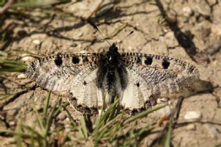 Yalanc Apollo (Archon apollinus)